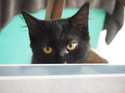 小黑猫叫幸运
