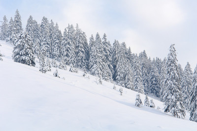 雪云杉