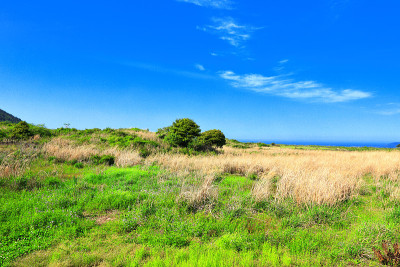 济州岛乡村春景，田野，田野墙，石墙，