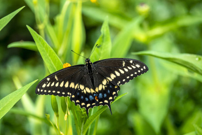 Papilio troilus，香料灌木燕尾蝶