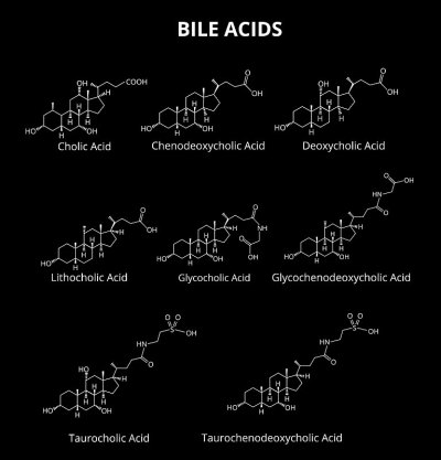 胆汁酸。胆汁酸化学分子式。矢量插图在孤立的背景