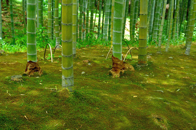 竹子和苔藓