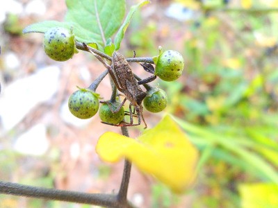 昆虫臭虫