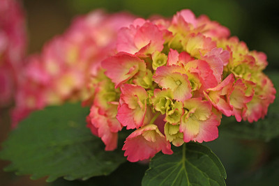 绣球花