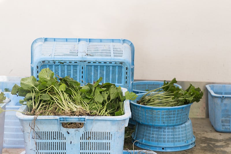 新鲜收获的日本山葵的茎和根带叶