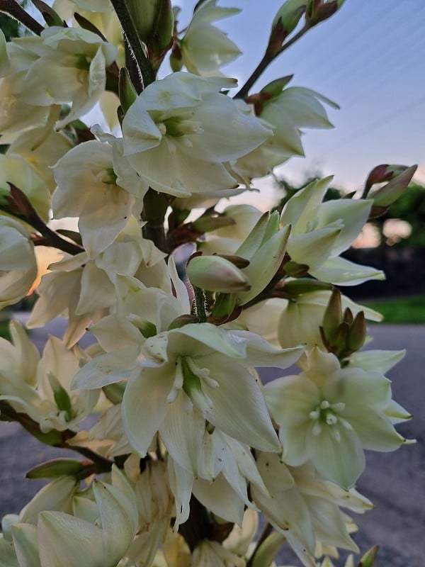 丝兰种花