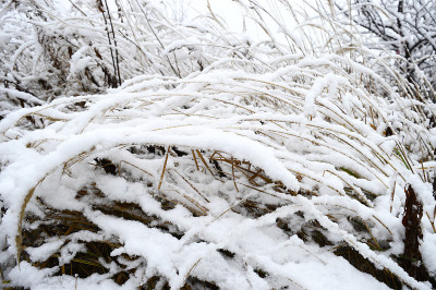 黄色的草被大雪覆盖着