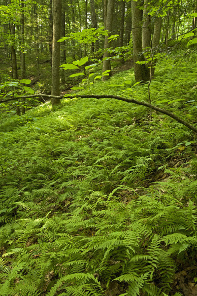 蕨类和森林，粉色床区域，Pisgah NF, NC