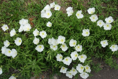 5月有大量的白花