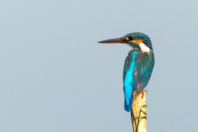Common Kingfisher (Alcedo atthis) waiting to hunt 