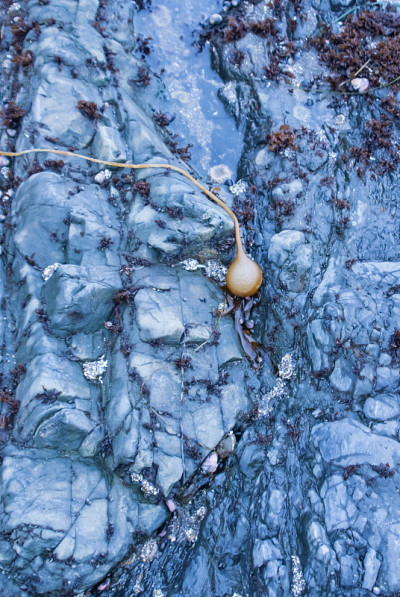 海洋葱