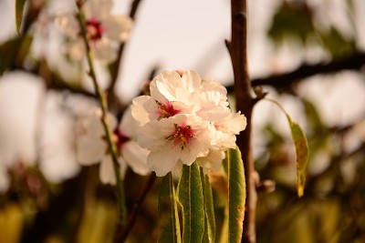 西班牙的杏花
