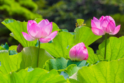 莲花