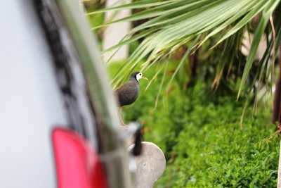 Whitebreasted Waterhen