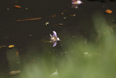 花落在湖面上
