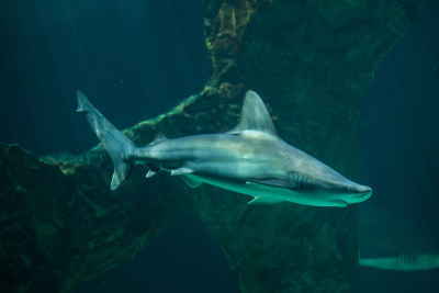 沙洲鲨鱼(Carcharhinus plumbeus)。