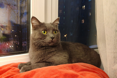 一只灰黄绿的短毛猫坐在一个红色的枕头上