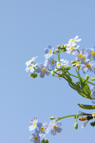 勿忘我。花。