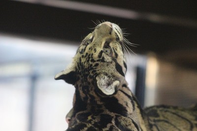 Clouded Leopard up high in branches looking to cei