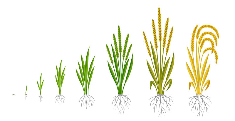 水稻植株生长阶段。谷类粮食。成熟时期的步骤。开发周期。收获动画发展。受精阶段。矢量图。