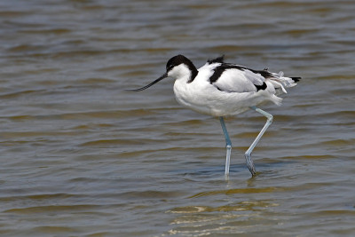 斑驳的Avocet鸟