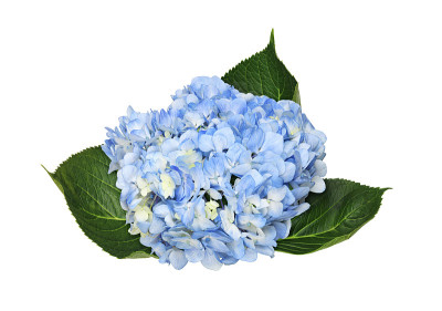 蓝色绣球花花