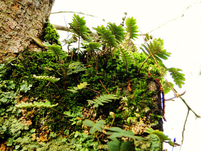 苔藓和蕨类植物