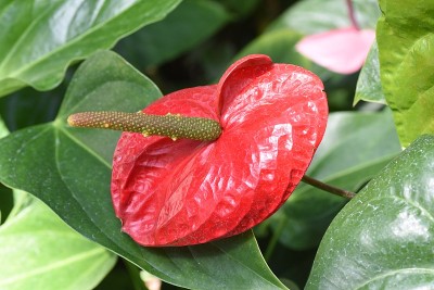 火鹤花