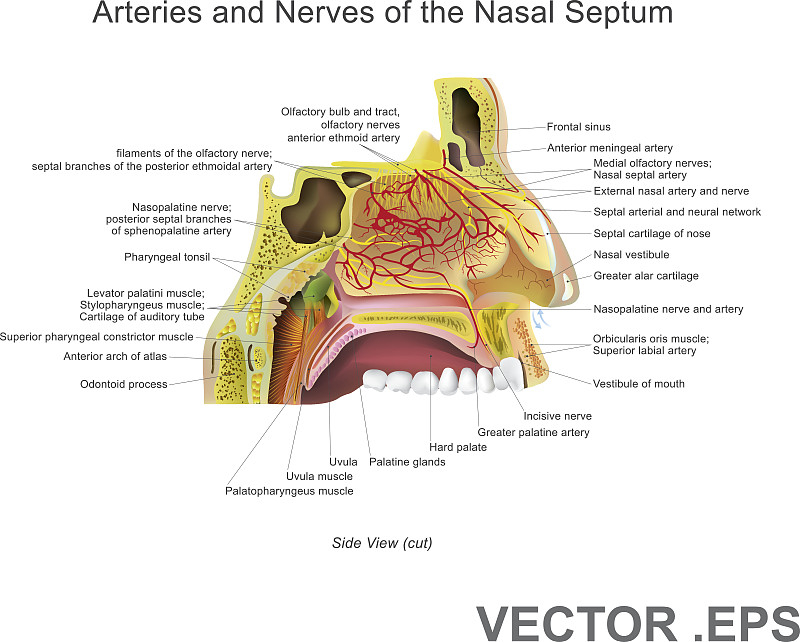 鼻中隔动脉和神经30 × 30