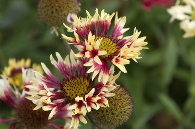 充满活力的Lorenziana Gaillardia或号角毯花在花园里