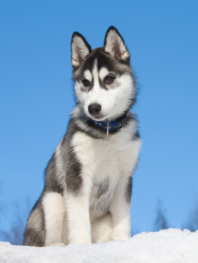 西伯利亚雪橇犬小狗