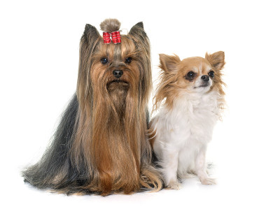 成年约克夏犬和吉娃娃犬