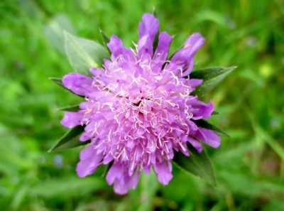 花田疥疮(Knautia arventis)