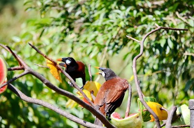 蒙特祖玛Oropendola