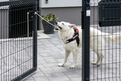 服务犬正在打开庭院的大门