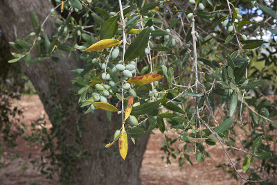 油橄榄(Olea europaea)是夏季的树种