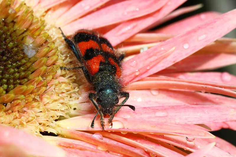 蜜蜂甲虫