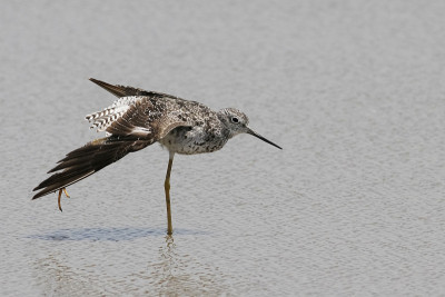 大黄腿(Tringa melanoleuca)海滩上，玻利瓦尔半岛，美国德克萨斯州