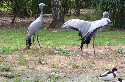 蓝鹤(Grus paradisea)，又称斯坦利鹤和天堂鹤