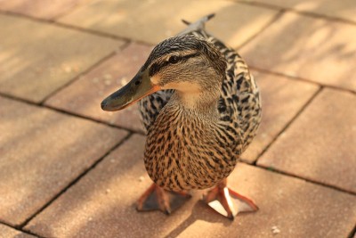 鸭子脸