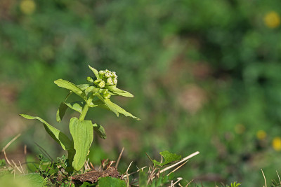 Petasites japonicus