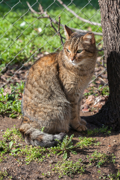 欧洲虎猫