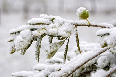 雪中的橄榄树