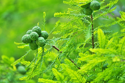 Taxodium distichum