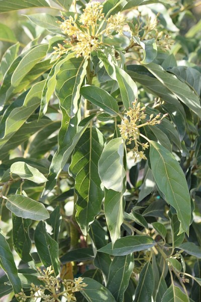 鳄梨树