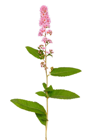 Astilbe花