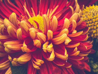 Vibrant winter colours flower bouquet