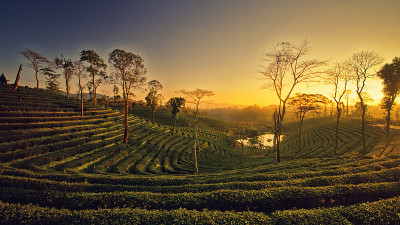 茶园
