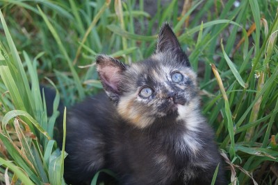 小猫