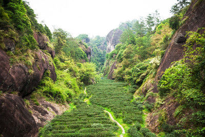 武夷山的茶园